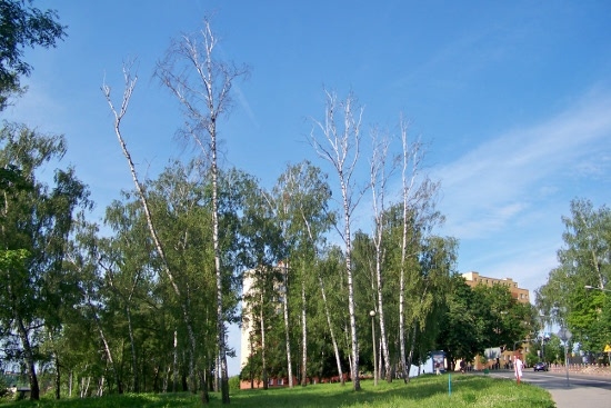 usuwanie drzew i krzewów images